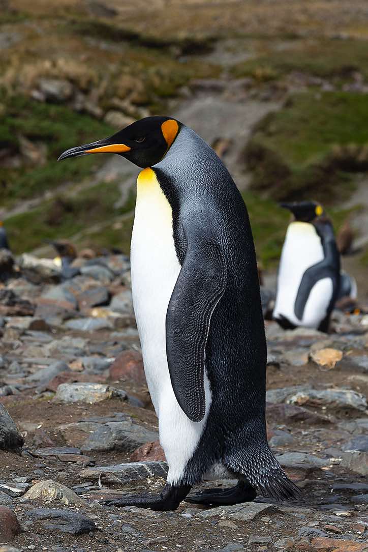 King Penguin (Aptenodytes patagonicus) at Fortuna Bay