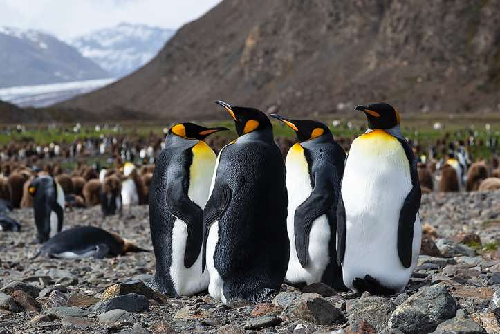 King Penguins (Aptenodytes patagonicus) at Fortuna Bay