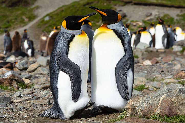 King Penguins (Aptenodytes patagonicus) at Fortuna Bay