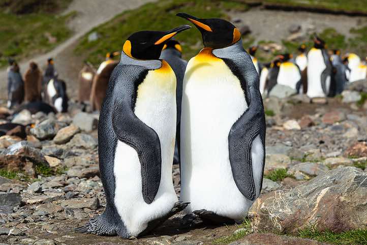 King Penguins (Aptenodytes patagonicus) at Fortuna Bay, South Georgia