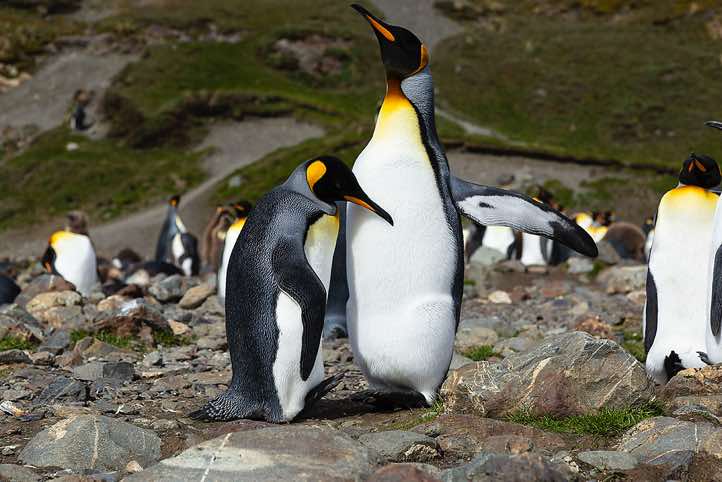 King Penguins (Aptenodytes patagonicus) at Fortuna Bay, South Georgia
