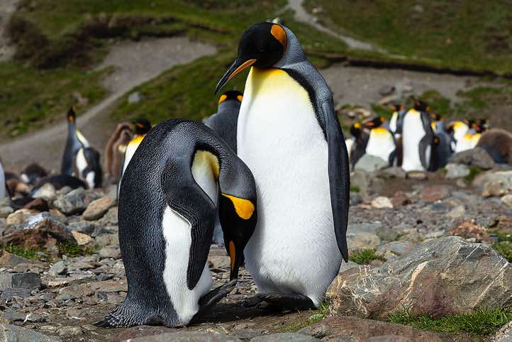 King Penguins (Aptenodytes patagonicus) at Fortuna Bay, South Georgia