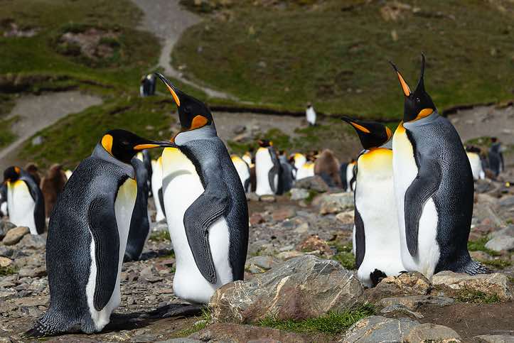 King Penguins (Aptenodytes patagonicus) at Fortuna Bay