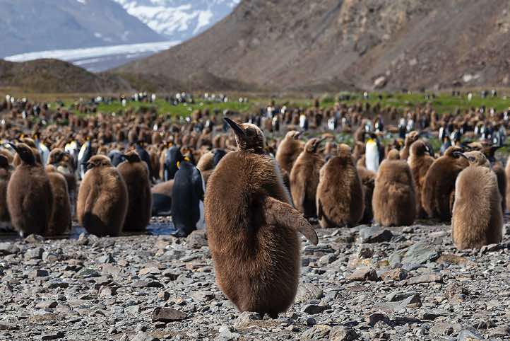 King Penguin chicks (Aptenodytes patagonicus), tweeting nonstop and running around looking for someone to feed them at Fortuna Bay, South Georgia
