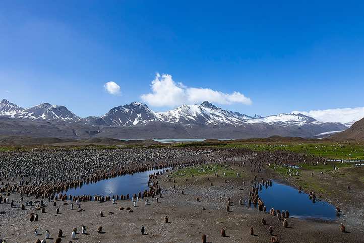 Panoramic view of the huge King Penguin colony at Fortuna Bay, South Georgia