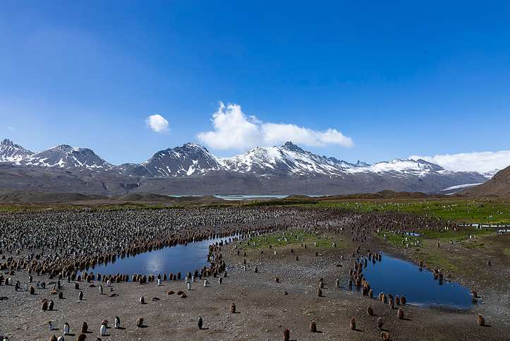Panoramic view of the huge King Penguin colony at Fortuna Bay