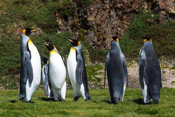 King Penguins (Aptenodytes patagonicus) at Fortuna Bay, South Georgia