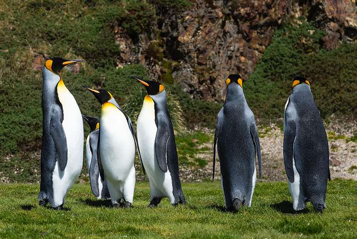 King Penguins (Aptenodytes patagonicus) at Fortuna Bay