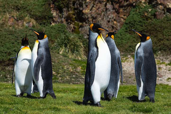 King Penguins (Aptenodytes patagonicus) at Fortuna Bay, South Georgia