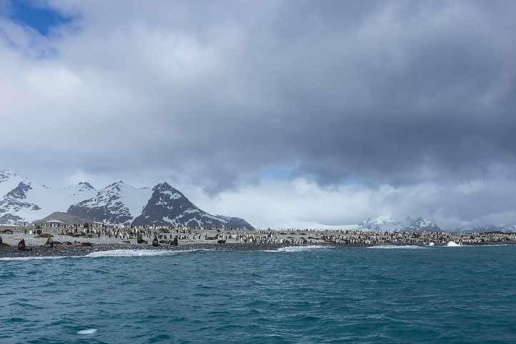King Penguins and Antarctic Fur Seals on the beach, Salisbury Plain, South Georgia