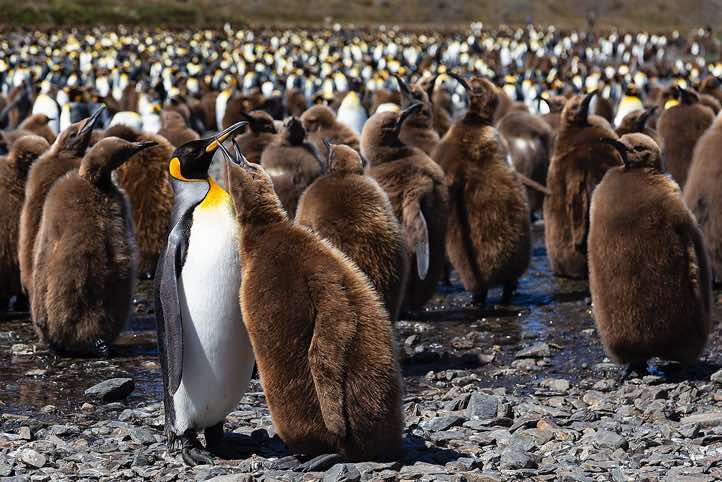 King Penguin (Aptenodytes patagonicus) with chick at Fortuna Bay, South Georgia