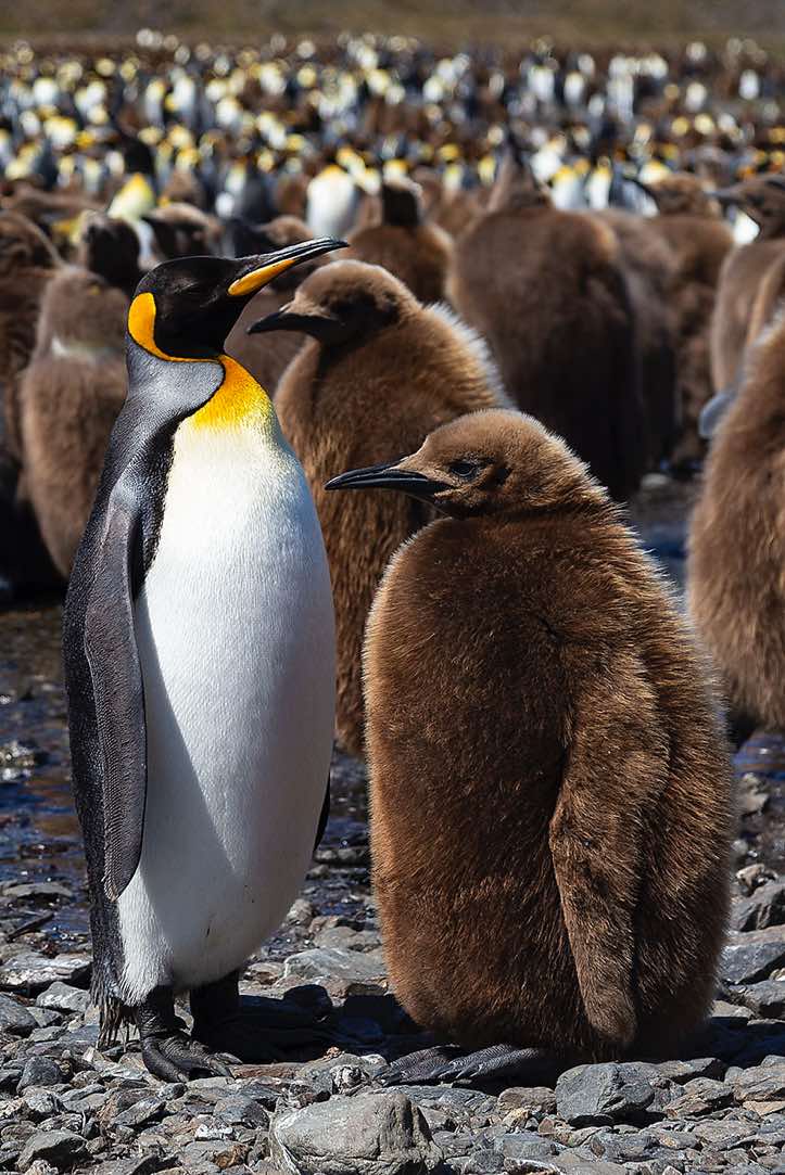 King Penguin (Aptenodytes patagonicus) with chick at Fortuna Bay, South Georgia