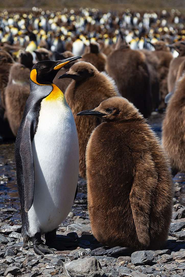 King Penguin (Aptenodytes patagonicus) with chick at Fortuna Bay