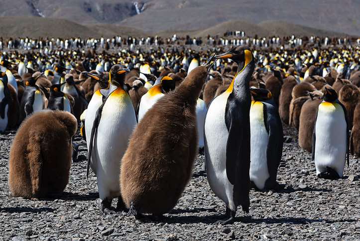 King Penguins chicks (Aptenodytes patagonicus) push their parents to feed them at Fortuna Bay