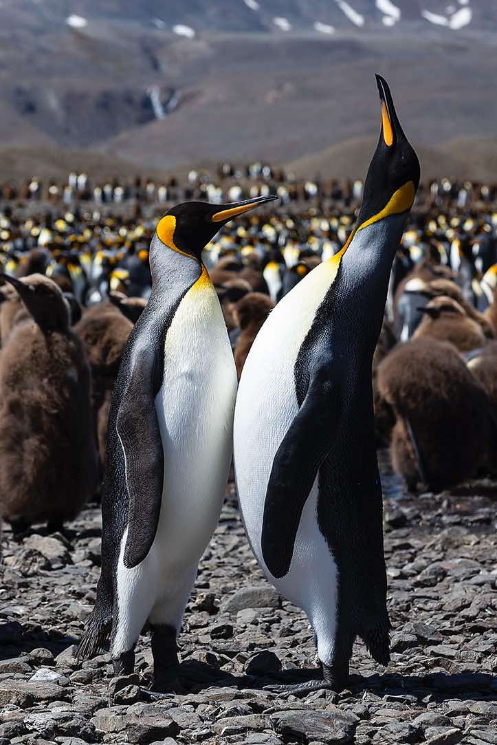 King Penguins (Aptenodytes patagonicus) at Fortuna Bay, South Georgia