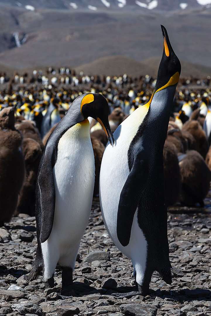 King Penguins (Aptenodytes patagonicus) at Fortuna Bay