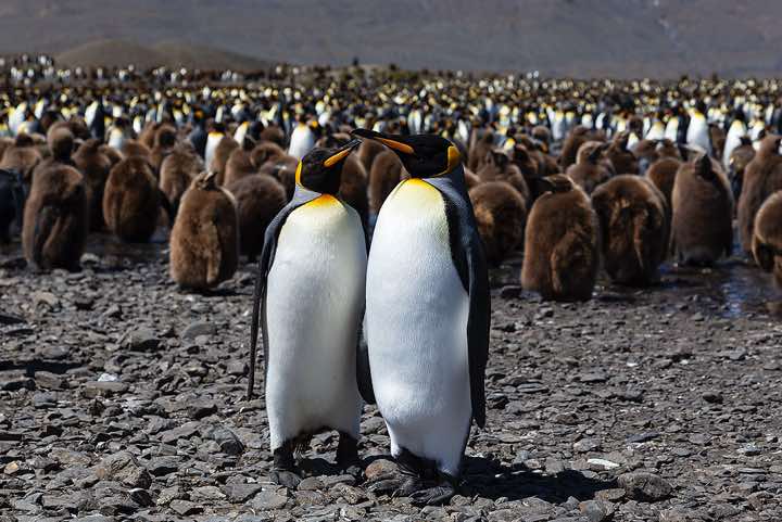 King Penguins (Aptenodytes patagonicus) at Fortuna Bay