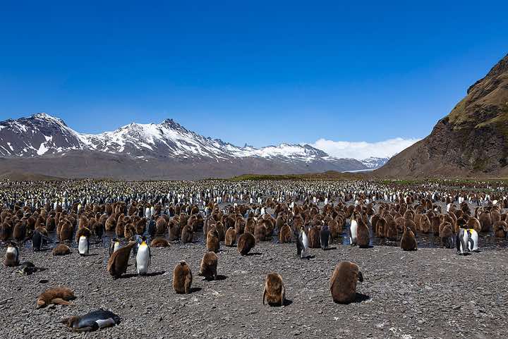 Thousands of King Penguins (Aptenodytes patagonicus) and their chicks at Fortuna Bay