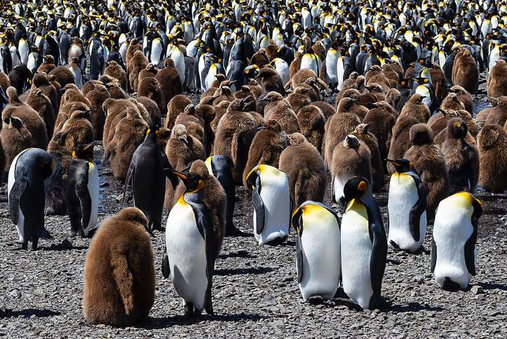 King Penguins (Aptenodytes patagonicus) with their chicks at Fortuna Bay