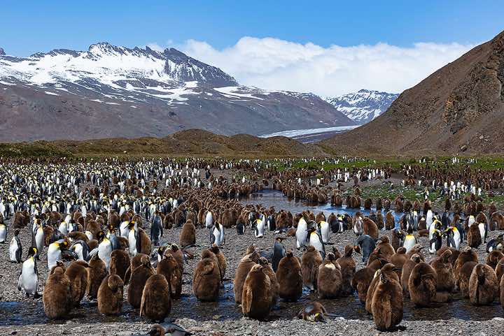 King Penguins (Aptenodytes patagonicus) and their chicks at Fortuna Bay