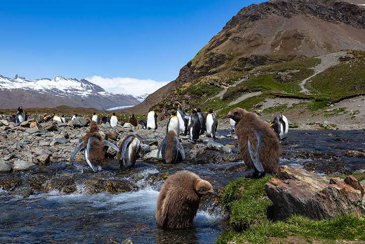 King Penguin chicks (Aptenodytes patagonicus) running around at Fortuna Bay, South Georgia