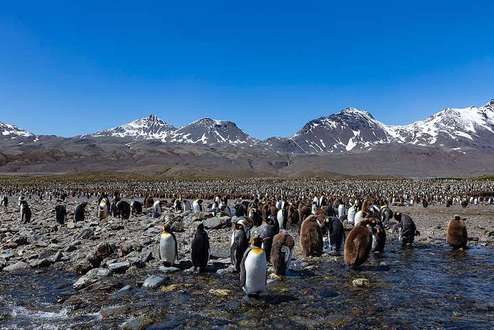 King Penguins (Aptenodytes patagonicus) and their chicks resting and molting in the small streams and pools at Fortuna Bay