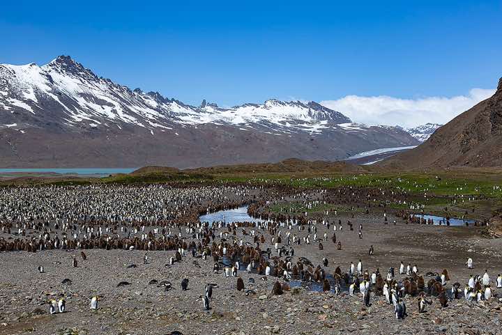 King Penguin colony at Fortuna Bay