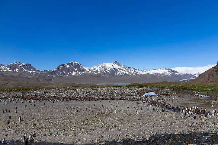 Panoramic view of the huge King Penguin colony at Fortuna Bay, South Georgia