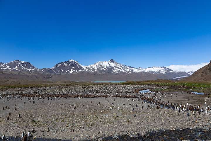 Panoramic view of the huge King Penguin colony at Fortuna Bay