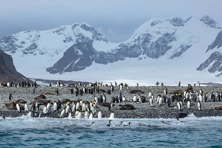 King Penguins (Aptenodytes patagonicus) and Antarctic Fur Seals (Arctocephalus gazella) on the beach, Salisbury Plain, South Georgia