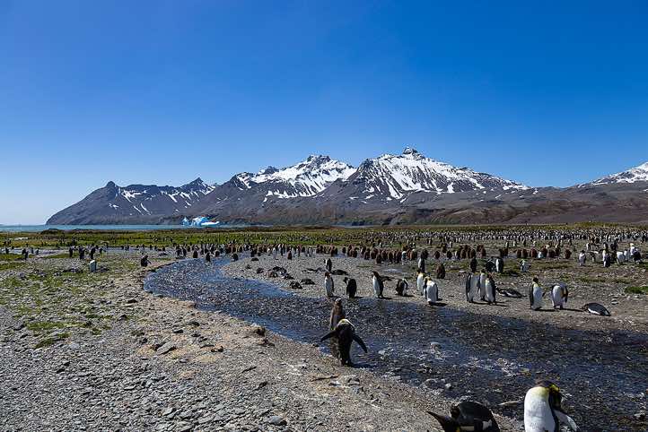 King Penguin colony at Fortuna Bay, South Georgia