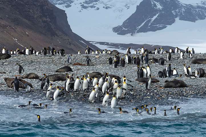 King Penguins (Aptenodytes patagonicus) and Antarctic Fur Seals (Arctocephalus gazella) on the beach, Salisbury Plain, South Georgia. Many Penguins were returning from their feeding grounds and coming ashore between our zodiacs.