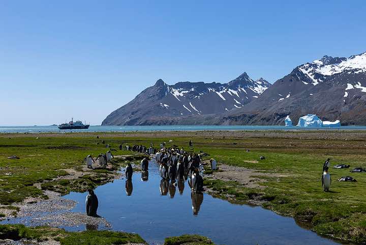 King Penguin colony at Fortuna Bay