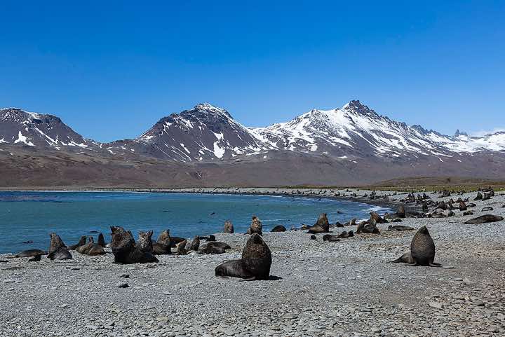 Antarctic Fur Seals (Arctocephalus gazella) on the beach at Fortuna Bay, South Georgia