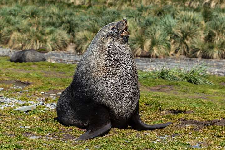 Antarctic Fur Seal (Arctocephalus gazella) at Fortuna Bay, South Georgia