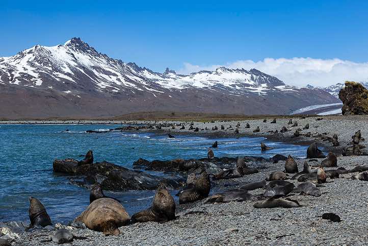 Plenty of Antarctic Fur Seals (Arctocephalus gazella) on the beach at the landing site at Whistle Cove, Fortuna Bay, South Georgia