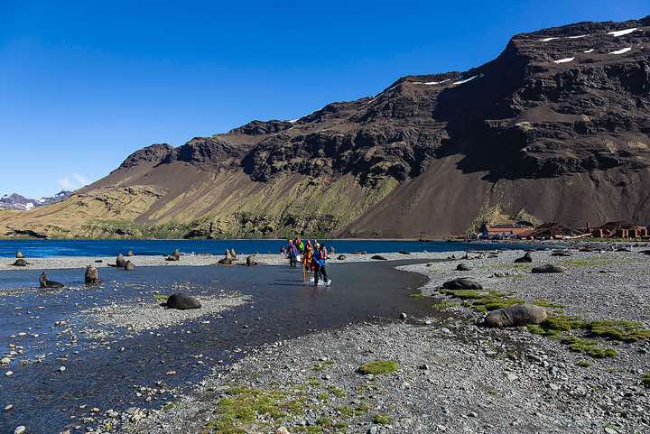 Antarctic Fur Seals (Arctocephalus gazella) on the beach at the landing site near the Stromness whaling station, Stromness Bay, South Georgia