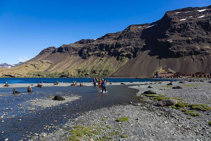 Antarctic Fur Seals (Arctocephalus gazella) on the beach at the landing site near the Stromness whaling station, Stromness Bay