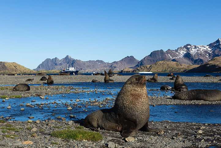 Antarctic Fur Seals (Arctocephalus gazella) on the beach near the Stromness whaling station, Stromness Bay