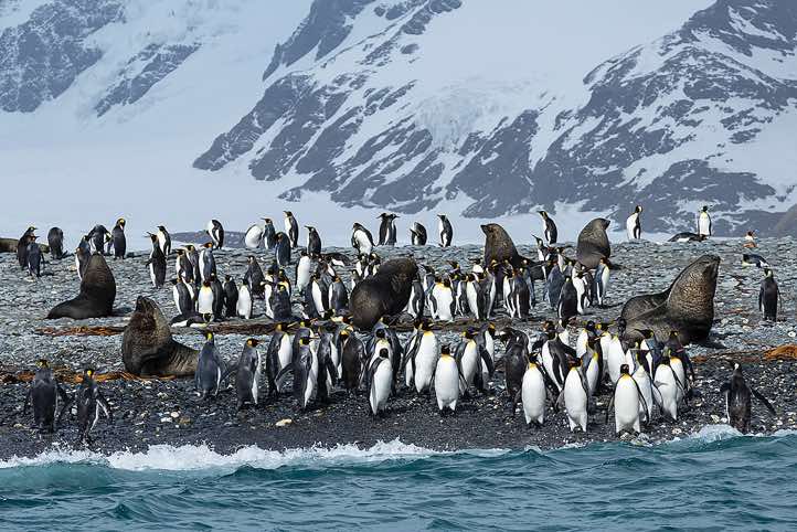 King Penguins (Aptenodytes patagonicus) and Antarctic Fur Seals (Arctocephalus gazella) on the beach, Salisbury Plain, South Georgia