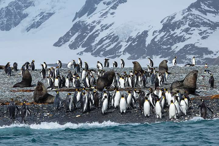 King Penguins (Aptenodytes patagonicus) and Antarctic Fur Seals (Arctocephalus gazella) on the beach, Salisbury Plain