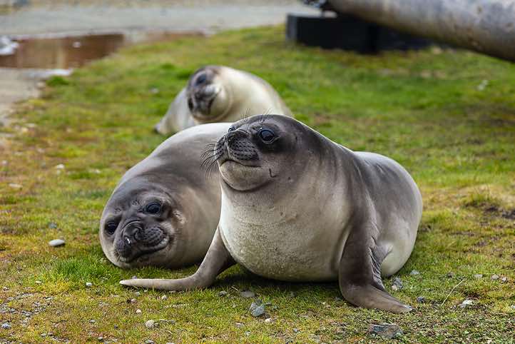 Southern Elephant Seal pups (Mirounga leonina), Grytviken