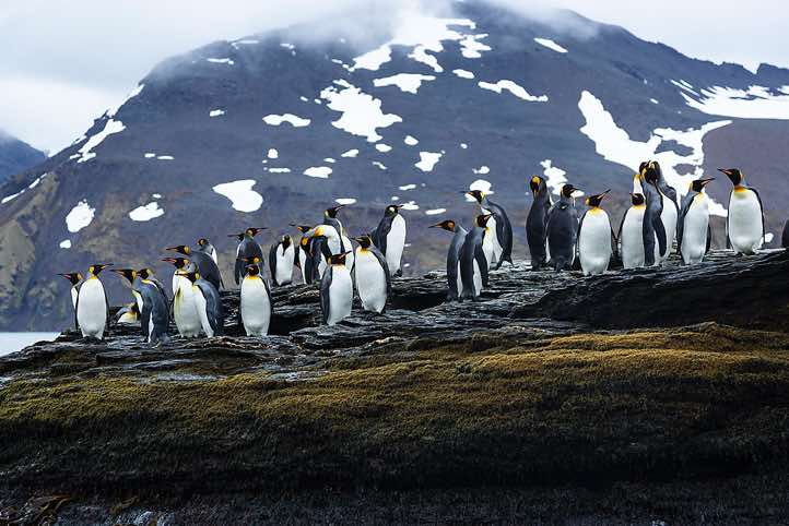 King Penguins (Aptenodytes patagonicus), St. Andrews Bay