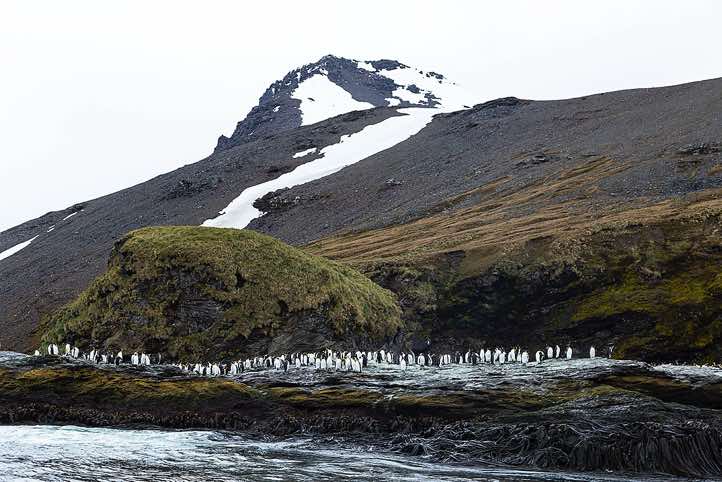 King Penguins (Aptenodytes patagonicus), St. Andrews Bay