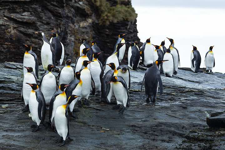 King Penguins (Aptenodytes patagonicus), St. Andrews Bay, South Georgia