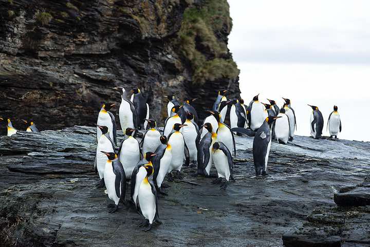 King Penguins (Aptenodytes patagonicus), St. Andrews Bay, South Georgia