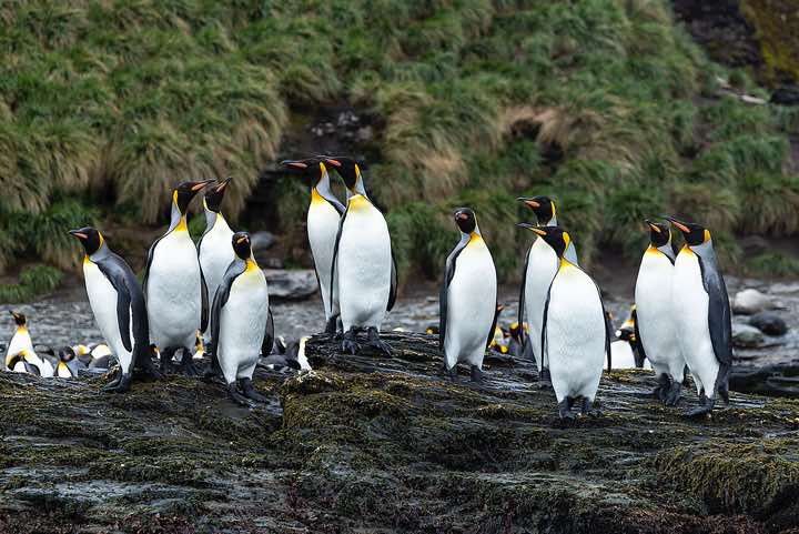 King Penguins (Aptenodytes patagonicus), St. Andrews Bay, South Georgia