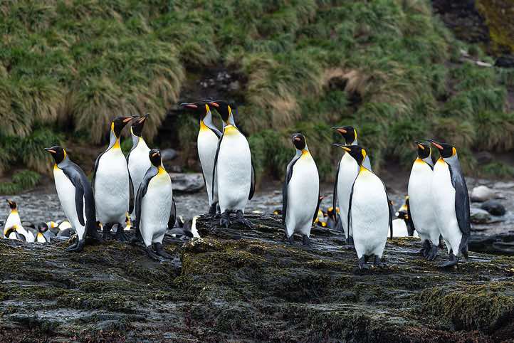 King Penguins (Aptenodytes patagonicus), St. Andrews Bay