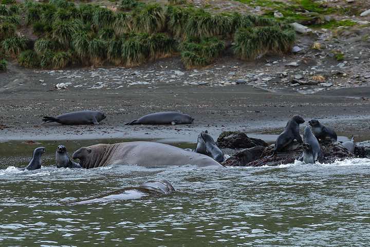 Southern Elephant Seals (Mirounga leonina) in the water, St. Andrews Bay, South Georgia