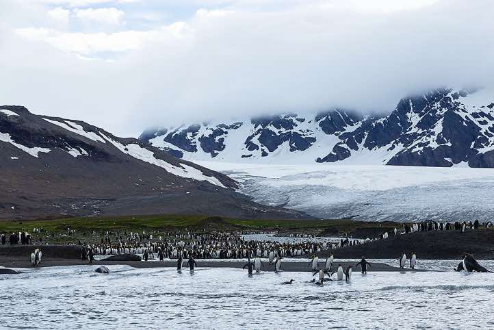 King Penguin colony at St. Andrews Bay